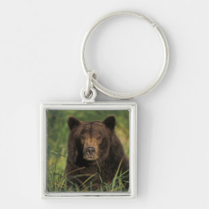 brown bear, Ursus arctos, grizzly bear, Ursus 9 Keychain