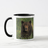brown bear, Ursus arctos, grizzly bear, Ursus 9