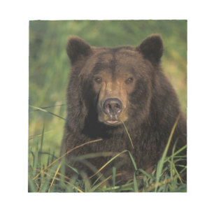 brown bear, Ursus arctos, grizzly bear, Ursus 9 Notepad