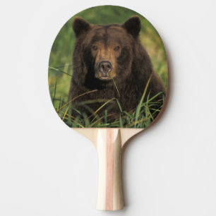 brown bear, Ursus arctos, grizzly bear, Ursus 9 Ping Pong Paddle