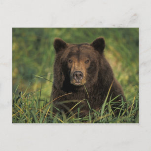 brown bear, Ursus arctos, grizzly bear, Ursus 9 Postcard