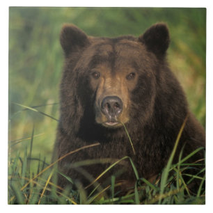 brown bear, Ursus arctos, grizzly bear, Ursus 9 Tile