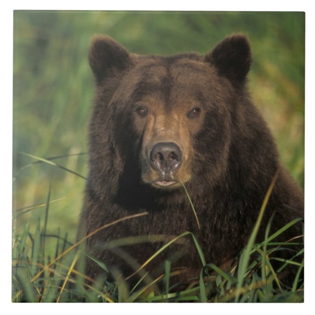 brown bear, Ursus arctos, grizzly bear, Ursus 9 Tile (Front)
