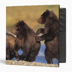 brown bear, Ursus arctos, grizzly bear, Ursus Binder