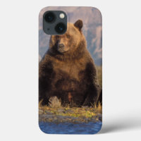 brown bear, Ursus arctos, grizzly bear, Ursus