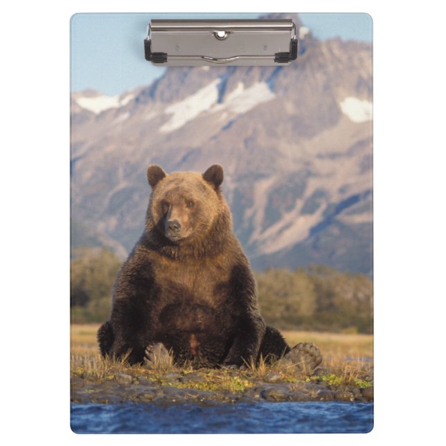 brown bear, Ursus arctos, grizzly bear, Ursus Clipboard (Front)