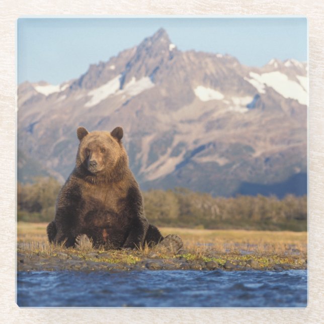brown bear, Ursus arctos, grizzly bear, Ursus Glass Coaster (Front)