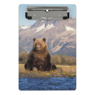 brown bear, Ursus arctos, grizzly bear, Ursus Mini Clipboard