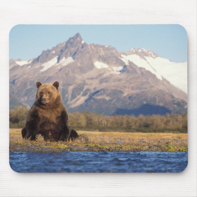 brown bear, Ursus arctos, grizzly bear, Ursus Mouse Pad (Front)