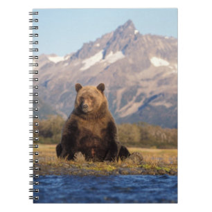 brown bear, Ursus arctos, grizzly bear, Ursus Notebook