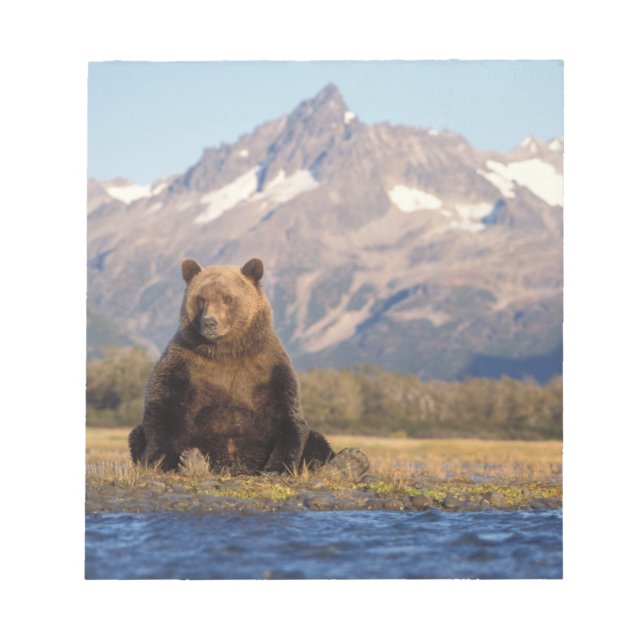 brown bear, Ursus arctos, grizzly bear, Ursus Notepad (Front)