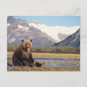 brown bear, Ursus arctos, grizzly bear, Ursus Postcard