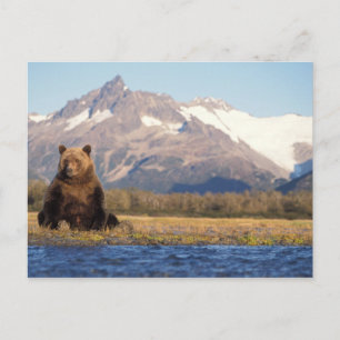 brown bear, Ursus arctos, grizzly bear, Ursus Postcard