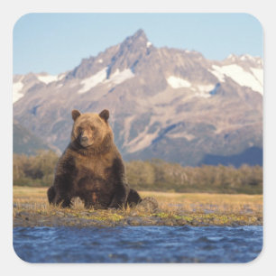 brown bear, Ursus arctos, grizzly bear, Ursus Square Sticker
