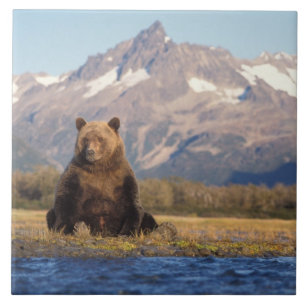 brown bear, Ursus arctos, grizzly bear, Ursus Tile