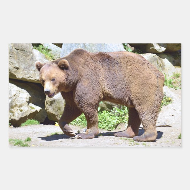 Brown bear walking postcard T-Shirt Coffee Mug Sticker (Front)