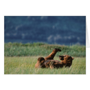 Brown Bears at play, Ursus arctos, Alaska