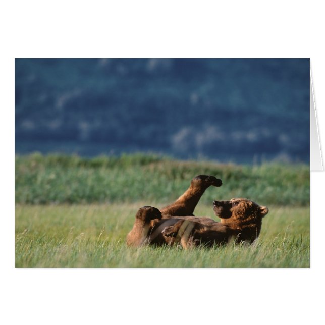 Brown Bears at play, Ursus arctos, Alaska (Front Horizontal)