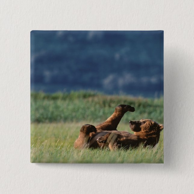 Brown Bears at play, Ursus arctos, Alaska 2 Inch Square Button (Front)
