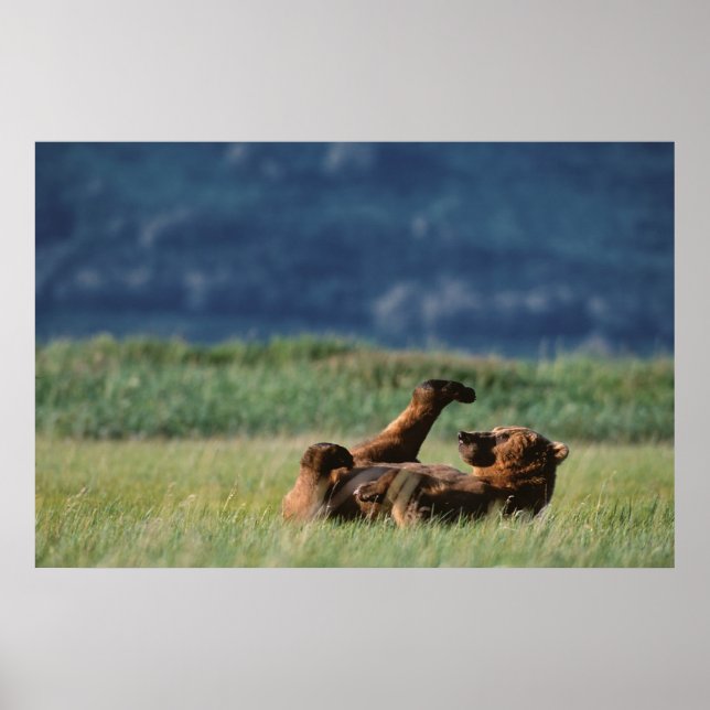 Brown Bears at play, Ursus arctos, Alaska Poster (Front)