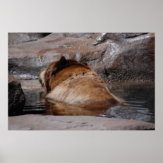 Brown Bears Poster (Front)