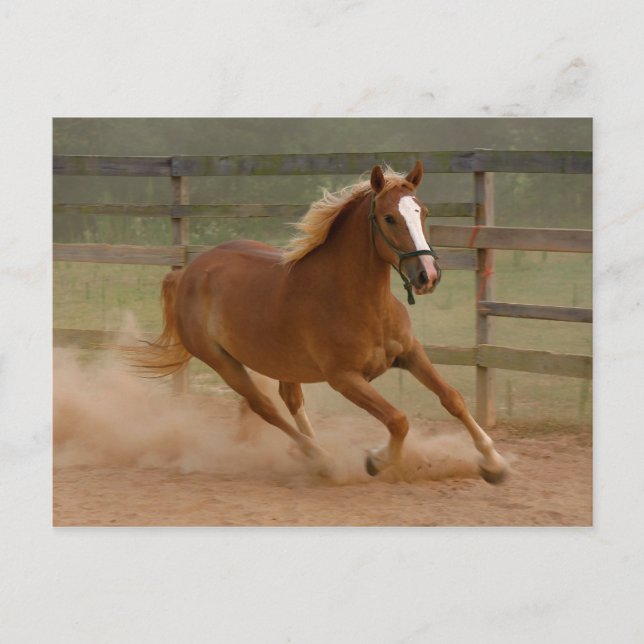 Brown Beauty Postcard (Front)