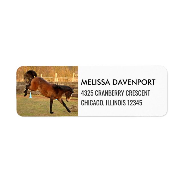 Brown Bucking Horse Photograph Playful and Wild (Front)