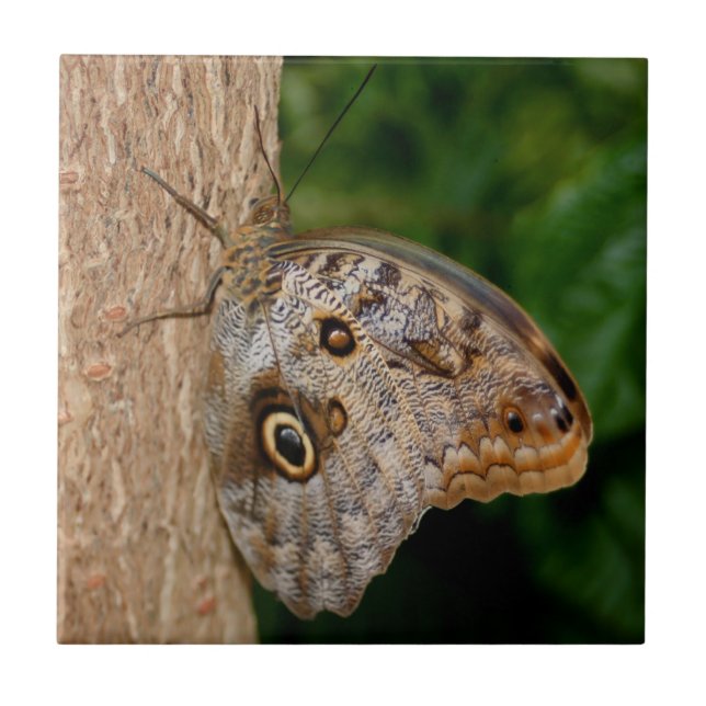 Brown Butterfly Animal Tile (Front)