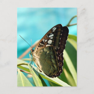 Brown Butterfly Closed Wings Postcard