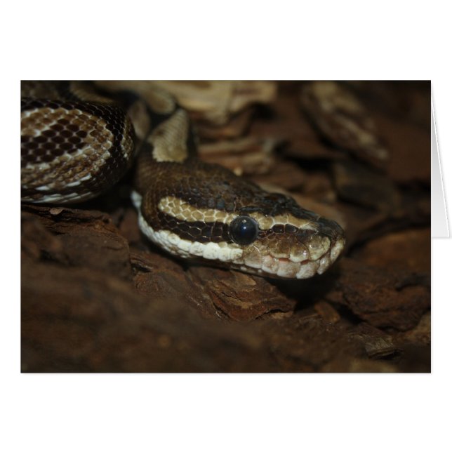 Brown Carpet Python (Front Horizontal)