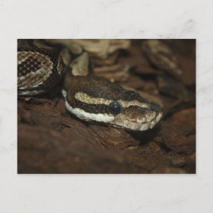 Brown Carpet Python Postcard