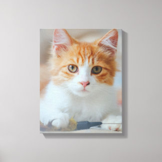 Brown Cat Canvas Print