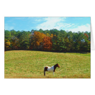 Brown & cheval blanc, arbres d'automne, ciel bleu