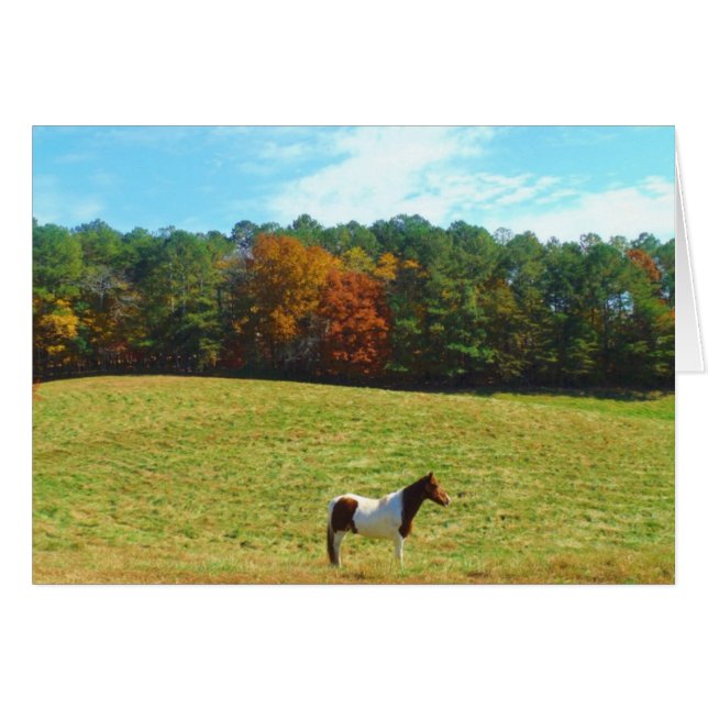 Brown & cheval blanc, arbres d'automne, ciel bleu (Devant horizontal)