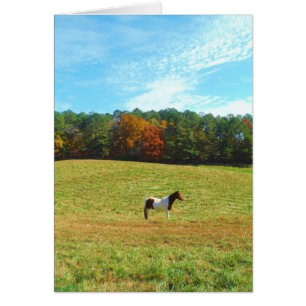 Brown & cheval blanc, arbres d'automne, ciel bleu