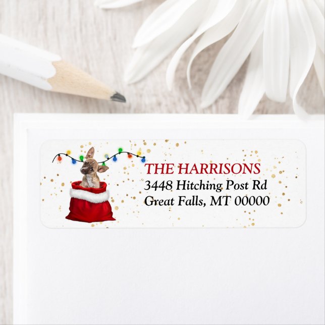 Brown Chihuahau Puppy in Gift Bag Return Address (Insitu)