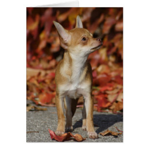 Brown Chihuahua Puppy