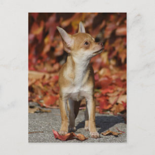 Brown Chihuahua Puppy Postcard