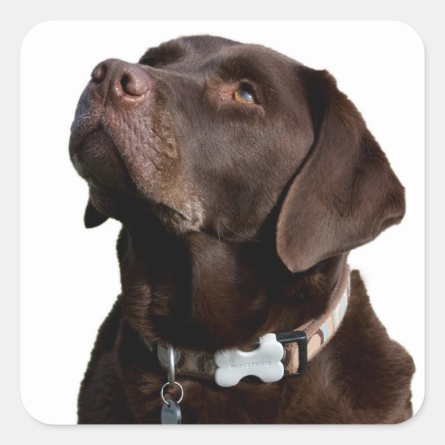 Brown Chocolate Labrador Retriever Puppy Dog Square Sticker (Front)