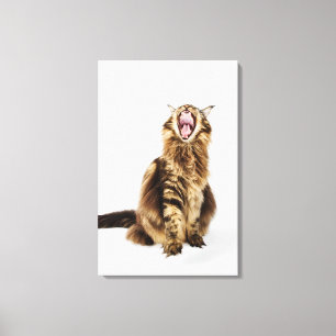 Brown Classic Main Coon Tabby Canvas Print