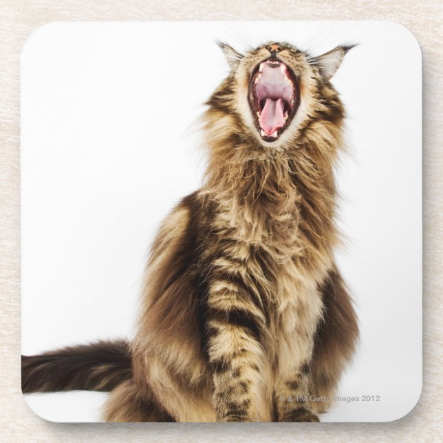 Brown Classic Main Coon Tabby Coaster (Front)
