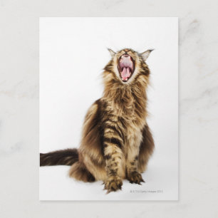Brown Classic Main Coon Tabby Postcard