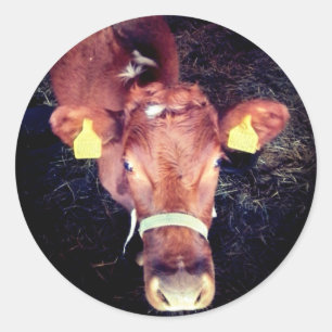 Brown cow classic round sticker