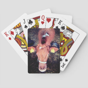Brown cow playing cards