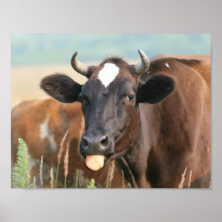 Brown Cow Sticking Tongue Out Funny Humourous Cute Poster