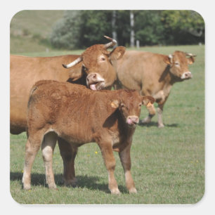 Brown cow washing her calf square sticker