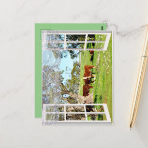 Brown Cows In My Window, Postcard