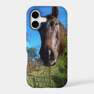Brown & Cream Coloured Horse blue sky