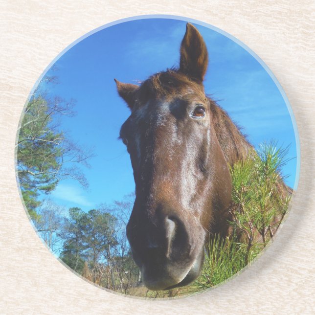 Brown & Cream Coloured Horse blue sky Coaster (Front)