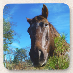 Brown & Cream Coloured Horse blue sky Coaster